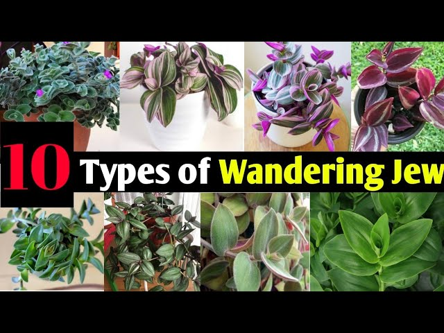 Types Of Wandering Jew Plants