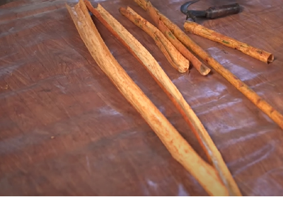 The inner bark is cut with a continuous motion and lifted off the branches