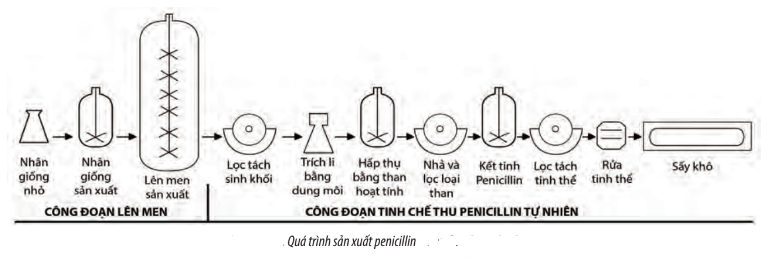 BÀI 26 - CÔNG NGHỆ VI SINH VẬTMỞ ĐẦUCâu 1: Mỗi năm, con người thải vào môi trường hàng triệu tấn rác thải thông qua các hoạt động sản xuất và sinh hoạt hằng ngày. Giả sử không có vi sinh vật tham gia phân hủy rác, thì điều gì sẽ xảy ra trên Trái Đất của chúng ta?Đáp án chuẩn:Nếu không có vi sinh vật phân hủy rác, rác sẽ tồn đọng gây ô nhiễm môi trường không khí, đất, nước; gây mùi hôi thối; chiếm chỗ của con người và động thực vật; giảm lượng mùn và khoáng chất cho thực vật. Điều này sẽ ảnh hưởng nghiêm trọng đến đời sống của các sinh vật trên Trái Đất, chứng tỏ vi sinh vật có vai trò rất quan trọng đối với tự nhiên và sự sống trên Trái Đất.I. MỘT SỐ THÀNH TỰU HIỆN ĐẠI CỦA CÔNG NGHỆ VI SINH VẬTCâu 1: Sản phẩm tạo ra từ công nghệ vi sinh vật có đặc điểm gì? Cho ví dụ mình họa.Đáp án chuẩn:- An toàn, thân thiện với môi trường, giá thành rẻ, hiệu quả lâu dài.- Ví dụ: phân bón vi sinh vật thân thiện với môi trường.Câu 2: Hãy kể tên một số thành tựu hiện đại của công nghệ vi sinh vật? Đáp án chuẩn: Công nghệ vi sinh sản xuất phân bónCông nghệ vi sinh sản xuất thuốc trừ sâuTạo ra các nguyên liệu trong công nghiệp và đời sốngSản xuất thuốc kháng sinhXứ lí ô nhiễm môi trườngLuyện tập: Hãy liệt kê các sản phẩm từ công nghệ vi sinh vật được sử dụng trong đời sống hằng ngày.Đáp án chuẩn:Thuốc kháng sinh, phân bón vi sinh vật, thuốc trừ sâu vi sinh vật , vv...Câu 3: Hãy cho biết cơ sở của việc sản xuất phân bón vi sinh.Đáp án chuẩn:- Sử dụng chế phẩm vi sinh vật để sản xuất phân bón vi sinh.Câu 4: Kể tên một số loại phân bón vi sinh được sử dụng phổ biến hiện nay.Đáp án chuẩn:Phân vi sinh cố định đạm (N)Phân vi sinh phân giải lân.Phân bón vi sinh phân giải silicat.Phân bón vi sinh ức chế các vi sinh vật gây bệnh.Phân bón vi sinh chứa chất giữ ẩm polysacarit.Phân vi sinh giúp phân giải hợp chất hữu cơ (cellulose)Câu 5: Kể tên một số loại thực phẩm được tạo ra nhờ ứng dụng công nghệ vi sinh vật.Đáp án chuẩn:Một số loại thực phẩm được tạo ra nhờ công nghệ vi sinh vật: sản xuất rượu từ nấm men, mì chính từ corynebacterium glutamicum, rượu vang, bia, bánh mì từ nấm men.Câu 6: Công nghệ vi sinh vật có vai trò như thế nào đối với ngành chăn nuôi?Đáp án chuẩn:Công nghệ vi sinh tạo ra thức ăn và chế phẩm tăng sức đề kháng, năng suất cho vật nuôi, và xử lý rác thải chăn nuôi như mùi hôi, phân.Câu 7 : Hãy kể một số loại kháng sinh. Cho biết nguồn gốc và tác dụng của các loại thuốc kháng sinh đó.Đáp án chuẩn:- Sử sụng nấm penicillium chorysogenum để sản xuất kháng sinh penicilin điều trị vết thương nhiễm khuẩn- Sử dụng xạ khuẩn streptomyces griseus để sản xuất thuốc kháng sinh  streptomycin điều trị bệnh viêm phổi,...Câu 8: Dựa vào đặc điểm nào của vi sinh vật người ta có thể ứng dụng chúng để xử lí ô nhiễm môi trường? Cho ví dụ.Đáp án chuẩn:* Khả năng phân hủy các chất hữu cơ như cellulose, tinh bột, protein, lipid, pectin, chitin của vi sinh vật là cơ sở để xử lý ô nhiễm môi trường.* Ví dụ:  - Sử dụng vi khuẩn Clostridium thermocellum để phân hủy rác hữu cơ.  - Sử dụng chế phẩm EM (vi khuẩn quang hợp, vi khuẩn lactic, Bacillus subtilis, Bacillus mesentericus, Bacillus megaterium, xạ khuẩn, nấm men) để xử lý bãi rác chôn lấp.  - Chế phẩm Bio-EM (Bacillus sp., Lactobacillus sp., Streptomyces sp., Saccharomyces sp., Aspergillus sp., Nitrobacter sp., Nitrosomonas sp.) giúp phân hủy chất hữu cơ trong môi trường nước.II. MỘT SỐ NGÀNH NGHỀ LIÊN QUAN ĐẾN CÔNG NGHỆ VI SINH VẬTCâu 9: Sự phát triển của công nghệ vi sinh vật có ảnh hưởng như thế nào đến các ngành nghề khác?Đáp án chuẩn:Sự phát triển của công nghệ vi sinh vật sẽ dẫn đến sự phát triển của nhiều ngành nghề có liên quan và mở ra nhiều cơ hội nghề nghiệp mới trong tương lai.Câu 10: Hãy kể tên một số ngành nghề có liên quan đến công nghệ vi sinh vật. Xác định vị trí và cơ quan làm việc của các ngành nghề đó.Đáp án chuẩn:Kỹ thuật viên. Vị trí: kĩ thuật viện phân tích vi sinh vật gây bệnh. Cơ quan tại phòng phân tích vi sinh vật của các cơ sở y tếKĩ sư. Vị trí kỹ sư thực phẩm tại các công ti thực phẩmNghiên cứu viên. Vị trí: Nghiên cứu viên công nghệ sinh học ở viện nghiên cứu, trường đại học có phòng nghiên cứu.Chuyên viên, chuyên gia hoạch định chính sách. Vị trí: Chuyên gia hoạch định chính sách môi trường tại sở tài nguyên và mổi trường.Luyện tập: Hãy lựa chọn một ngành nghề liên quan đến công nghệ vi sinh vật mà em quan tâm cà cho biết em cần chuẩn bị kiến thức, kĩ năng gì để làm tốt công việc của ngành nghề đó.Đáp án chuẩn:- Chọn một ngành nghề liên quan đến công nghệ vi sinh vật và tìm hiểu về các vị trí việc làm, các kỹ năng và kiến thức cần có.- Ví dụ: Ngành kỹ sư – Vị trí việc làm: Kỹ sư thực phẩm.  - Kiến thức cần có: Công nghệ thực phẩm, công nghệ sinh học, hóa học, vệ sinh an toàn thực phẩm, dinh dưỡng.  - Kỹ năng cần có: Phân tích, tổng hợp, thu thập mẫu.III. TRIỂN VỌNG CỦA CÔNG NGHỆ VI SINH VẬT TRONG TƯƠNG LAICâu 11: Hãy nêu một ý tưởng ứng dụng công nghệ vi sinh vật trong tương lai có thể đem lại hiệu quả cao trong thúc đẩy của sự phát triển của kinh tế - xã hội.Đáp án chuẩn:- Sản xuất pin nhiên liệu vi sinh vật để đánh giá nhanh nước thải qua dòng điện.- Sử dụng Nano Bioreactor để xử lý nước thải bằng cách tối đa hóa khả năng phân giải chất bẩn của vi sinh vật.- Tạo giống vi sinh vật bằng công nghệ DNA tái tổ hợp, tạo đột biến định hướng, chỉnh sửa gene, phân lập gene.- Sử dụng công nghệ chuyển gene để sản xuất chế phẩm sinh học nhờ khả năng sinh trưởng nhanh của vi sinh vật.- Bảo quản giống vi sinh vật bằng công nghệ làm lạnh sâu.- Lên men quy mô lớn, thu hồi sản phẩm bằng công nghệ 4.0, tự động hóa các khâu.- Thu hồi và tạo sản phẩm bằng công nghệ lọc tiếp tuyến, li tâm liên tục, siêu li tâm, sấy phun, tạo vi nang.- Sử dụng công nghệ Microbiome trong sản xuất mỹ phẩm bảo vệ da.Luyện tập: Hãy đề xuất một ý tưởng ứng dụng công nghệ vi sinh vật trong tương lai có thể đem lại hiệu quả cao và thúc đẩy sự phát triển kinh tế - xã hội.Đáp án chuẩn:Học sinh đề ra ý tưởng và phân tích hiệu quả của ý tưởng đó:Tên ý tưởngLĩnh vực ứng dụngĐối tượng nghiên cứuPhương pháp, quy trình thực hiệnHiệu quả mang lạiIV. DỰ ÁN TÌM HIỂU VỀ CÁC SẢN PHẨM CÔNG NGHỆ VI SINH VẬTVận dụng: Thực hiện dự án tìm hiểu về các sản phẩm công nghệ sinh vật và làm tập san các bài viết, tranh ảnh về cồng nghệ sinh vật.Đáp án chuẩn:Ví dụ các nội dung cần tìm hiểu của mỗi nhóm:(1) Các sản phẩm công nghệ vi sinh vật trong sản xuất nông nghiệp:Tên các sản phẩm: Chế phẩm sinh học BT.Vai trò: Tiêu diệt các côn trùng gây hại cho côn trùng như sâu bướm, bọ cánh cứng, ong bắp cày, kiến,...Chủng vi sinh vật được sử dụng: vi khuẩn Bacillus thuringiensis.Cơ sở của sản phẩm: Vi khuẩn tiết ra các protein gây độc cho hệ thống tiêu hóa của các côn trùng ăn phải lá có chứa vi khuẩn này.Quy trình sản xuất:(2) Các sản phẩm công nghệ vi sinh vật trong sản xuất công nghiệp và thực phẩm;Ví dụ: Sữa chuaTên các sản phẩm: Sữa chua.Vai trò:Chủng vi sinh vật được sử dụng: vi khuẩn Lactobacterium bulgaricus và Streptococcus thermophilus.Cơ sở của sản phẩm: Quá trình lên men của các vi khuẩn lactic có lợi cho đường tiêu hóa.Quy trình sản xuất: Nguyên liệu → Phối trộn → Gia nhiệt → Đồng hoá 1 → Làm lạnh → Ageing → Thanh trùng → Đồng hoá 2 → Hạ nhiệt → Cấy men → Ủ → Làm lạnh → Bồn rót → Đóng gói, dán nhãn.(3) Các sản phẩm công nghệ vi sinh vật trong y tế;Ví dụ: Kháng sinhTên các sản phẩm: Kháng sinh PenicillinVai trò: Sử dụng để tiêu diệt các vi khuẩn trong điều trị các bệnh nhiễm trùng.Chủng vi sinh vật được sử dụng: vi khuẩn Penicillium chrysogenum.Cơ sở của sản phẩm: Vi khuẩn tiết kháng sinh làm phá vỡ thành tế bào của vi khuẩn bằng cách ngăn chặn protein liên kết các peptidoglycan với nhau.Quy trình sản xuất:(4) Các sản phẩm công nghệ vi sinh vật trong xử lí môi trường:- Tên sản phẩm: Chế phẩm EM- Vai trò: Cải tạo hệ vi sinh môi trường thủy sản, xử lý mùi hôi chuồng trại, ủ rác thải hữu cơ như phân gia súc, các bộ phận của cây, và cung cấp phân bón cho cây.- Chủng vi sinh vật: Vi khuẩn quang hợp, vi khuẩn lactic, Bacillus subtilis, Bacillus mesentericus, Bacillus megaterium, xạ khuẩn và nấm men.- Cơ sở của sản phẩm: Quá trình phân giải các chất hữu cơ.* Quy trình sản xuất:- Bước 1: Nhân giống cấp 1 trên máy lắc, chuẩn bị môi trường nuôi cấy phù hợp.- Bước 2: Lên men (nhân giống cấp 2) trong nồi ở điều kiện hiếu khí trong 3 ngày, sau đó chuyển sang môi trường kỵ khí trong 3-4 ngày, kiểm tra và điều chỉnh pH hàng ngày.- Bước 3: Kiểm tra mật độ vi sinh vật và chất lượng sản phẩm.- Bước 4: Đóng gói sản phẩm.BÀI TẬP