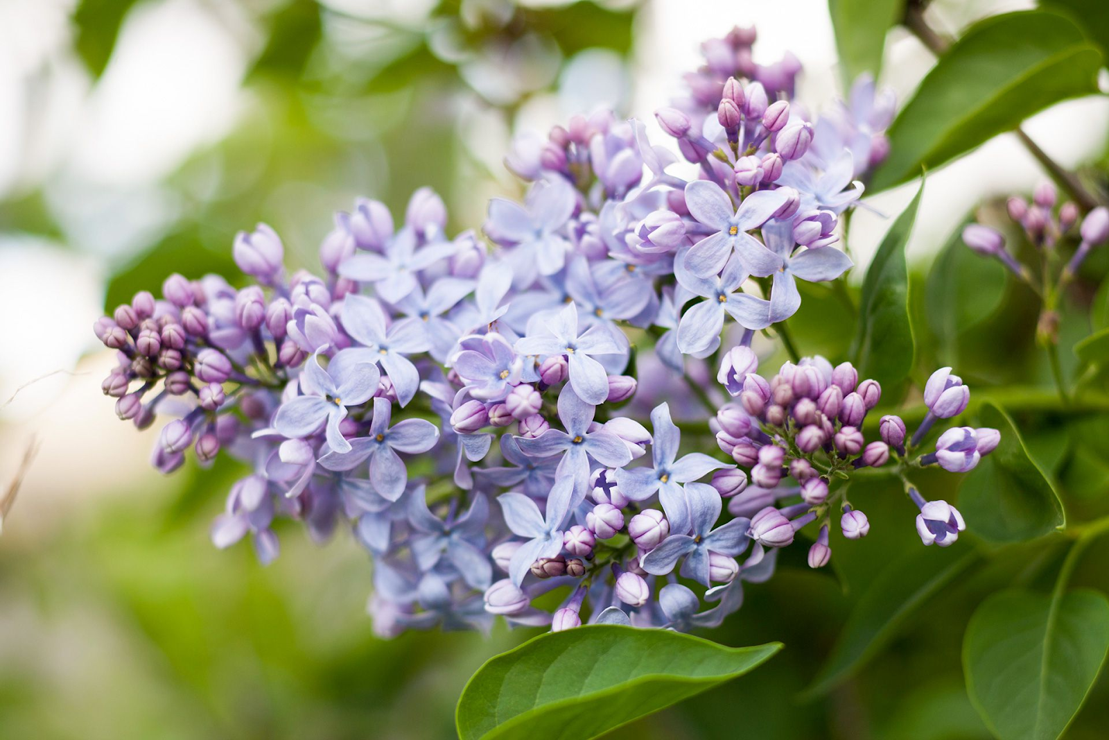 Lilacs