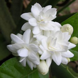 Jasmine Flower