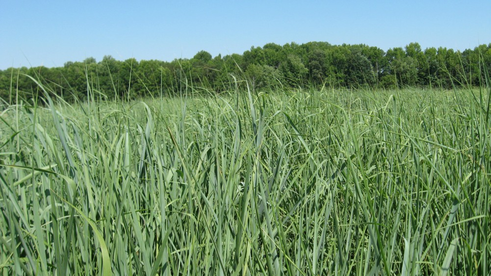 Origin and History Switchgrass