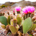 flowers names in hindi
