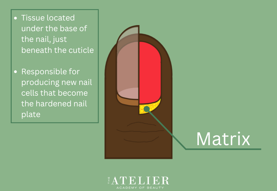 Diagram of the finger and nail identifying the Matrix with additional information provided in the previous paragraph: "Tissue located under the base of the nail, just beneath the cuticle ; Responsible for producing new nail cells that become the hardened nail plate"