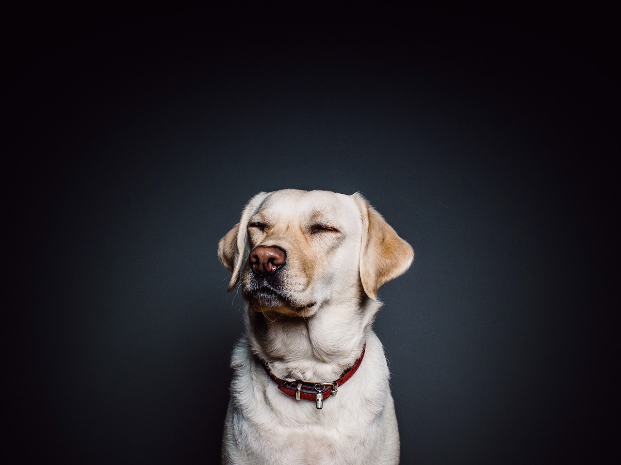 Leather Dog Collars