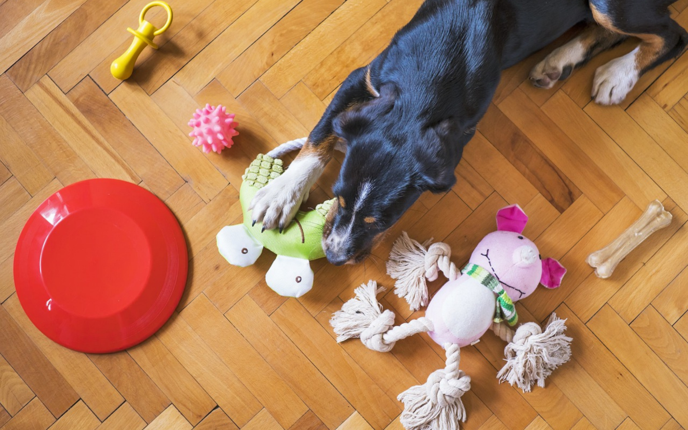 A dog lying on the floor with toysDescription automatically generated