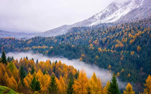20 Misty Hills and Softly Lit Valleys, misty hills, light valleys, nature, forest, landscape, foggy scenes, calm terrain