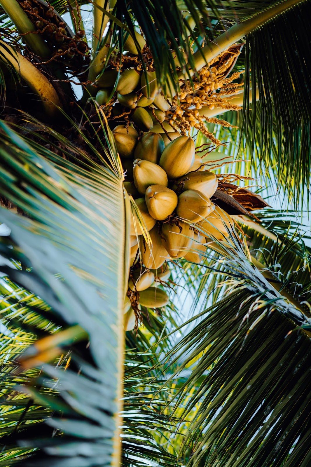 In tree have bunch of tender cocunut 
