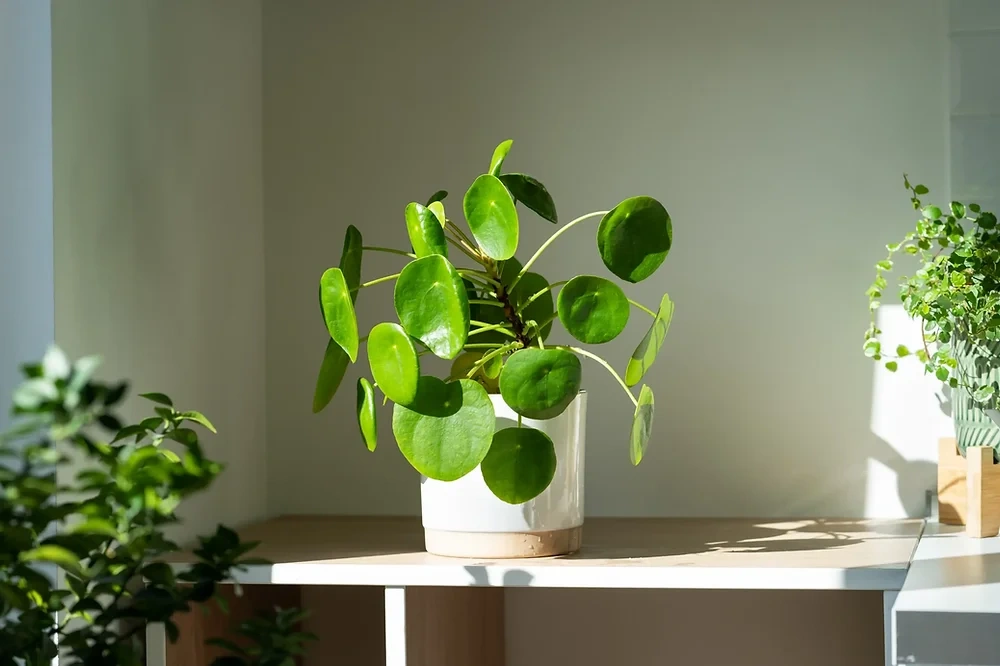 Choosing the Right Spot Indoors