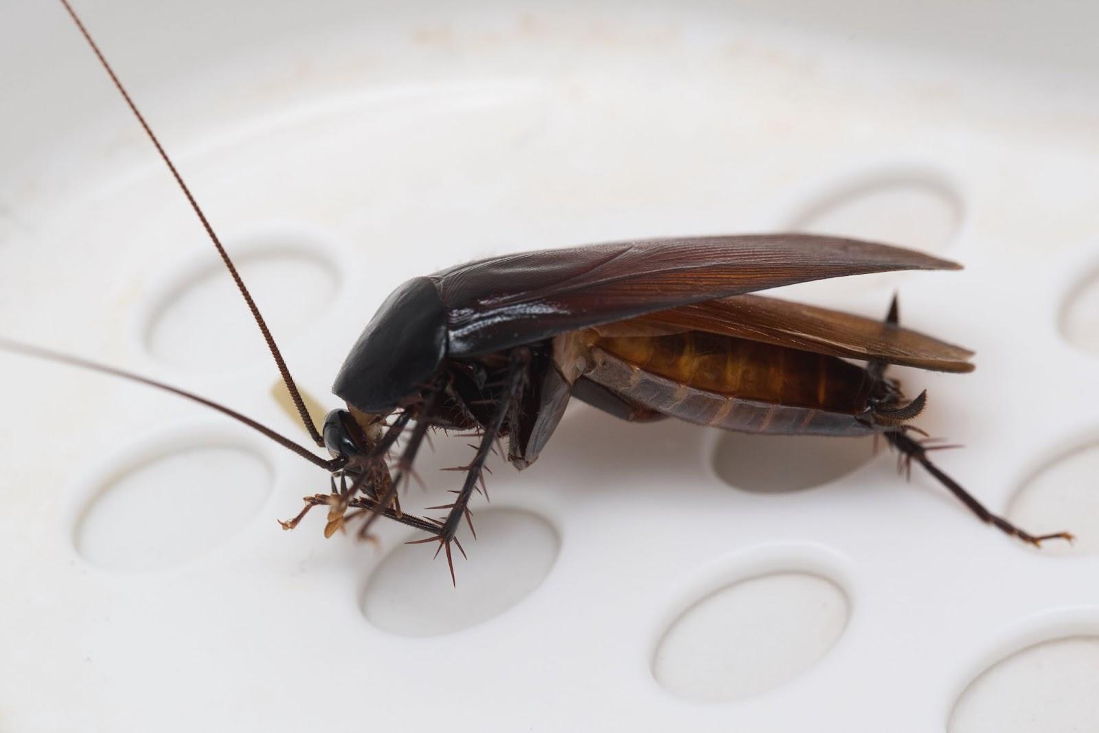 Close-up of a large cockroach with wings extended, resting on a white surface, showing typical characteristics of cockroaches: dark brown body, spiny legs, and long antennae