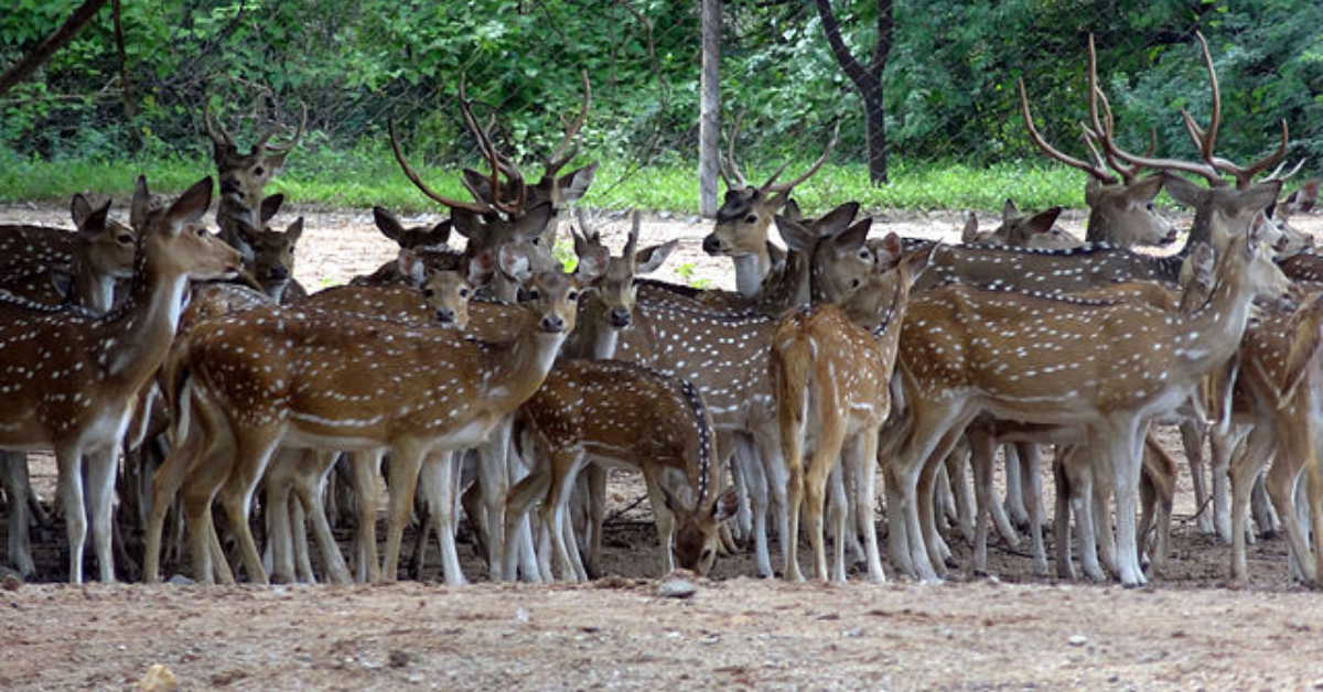 Deer Park in Karimnagar
deers in park