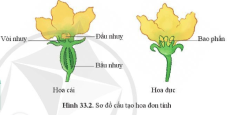 BÀI 33. SINH SẢN HỮU TÍNH Ở ĐỘNG VẬT MỞ ĐẦUCâu hỏi: Quan sát hình 32.1d và 32.3c, nêu sự khác nhau về hình thức sinh sản ở cá và sao biển. Cho biết tên hình thức sinh sản của cáĐáp án chuẩn:Ở cá, các cá thể mới được tạo ra nhờ sự kết hợp giữa con đực và cái qua thụ tinh. Ở sao biển, cá thể mới được tạo ra không có sự kết hợp giữa con đực và con cái. I. KHÁI NIỆM SINH SẢN HỮU TÍNHCâu 1: Lập bảng so sánh sinh sản vô tính và hữu tính theo gợi ý.Đáp án chuẩn:Giống: tạo ra các cá thể mới từ các thể ban đầuKhác:II. SINH SẢN HỮU TÍNH Ở THỰC VẬT CÓ HOACâu 2: Quan sát hình 33.1, mô tả các bộ phận của hoa lưỡng tính.Đáp án chuẩn:Đài hoa, cánh hoa, nhị hoa, nhuỵ hoa, noãn hoaCâu 3: Quan sát hình 33.2, nêu đặc điểm của hoa đơn tính. Phân biệt hoa đơn tính với hoa lưỡng tínhĐáp án chuẩn:Đặc điểm: chỉ chứa duy nhất một cơ quan sinh sản là đực hoặc cái. Phân biệt: + Hoa đơn tính chứa các cơ quan sinh sản đực và cái trong hoa riêng biệt. + Hoa lưỡng tính chứa các cơ quan sinh sản đực và cái trong cùng một bông hoa.Câu hỏi 1: Hãy lấy thêm ví dụ về hoa đơn tính và hoa lưỡng tính.Đáp án chuẩn:Hoa đơn tính: hoa bưởi, hoa cam, hoa lúa, hoa chuối,…Hoa lưỡng tính: hoa mướp, hoa bí, hoa ngô, hoa su su,…Vận dụng 1Câu hỏi: Quan sát 3-5 bông hoa của các loài cây khác nhau, xác định các bộ phận cấu tạo của hoa. Lập bảng về các đặc điểm mỗi bộ phận theo gợi ý trong bảng 33.2.Đáp án chuẩn:Tên loài hoaMàu sắc hoaSố cánh hoaSố nhị hoaNhụy hoa (có/không)Hoa đơn tính/lưỡng tínhHoa bưởiTrắng525,8 ± 1,15 nhị/hoaKhôngĐơn tínhHoa hồngĐỏ35Nhiều nhịCóLưỡng tínhHoa senHồng8Nhiều nhịCóLưỡng tínhCâu 4: Quan sát hình 33.3, nêu sự khác nhau giữa tự thụ phấn và thụ phấn chéo.Đáp án chuẩn:Tự thụ phấn là quá trình giao phối xảy ra ở giữa hai bông hoa của cùng một cây. Thụ phấn chéo là quá trình lai xa giữa hai loài thực vật cùng loài và các loài hoa khác nhau. Câu 5: Lấy ví dụ về hoa thụ phấn nhờ gió, nhờ sâu bọ, nhờ con người.Đáp án chuẩn:Hoa thụ phấn nhờ gió: ngô, hoa bồ công anh, lúa.Hoa thụ phấn nhờ sâu bọ: hoa cam, bưởi.Hoa thụ phấn nhờ con người: hoa bí, bầu, mướp.Câu hỏi 2: Giải thích vì sao phải bảo vệ một số loài côn trùng thụ phấn cho câyĐáp án chuẩn:Vì có những loài thực vật không thể tự thụ phấn được mà cần nhờ đến các loài côn trùng.Vận dụng 2Câu hỏi: Vì sao ở các vườn trồng cây như nhân, vải, xoài người ta thường kết hợp nuôi ong? Đáp án chuẩn:Vì ong giúp thụ phấn cho cây, giúp tăng số lượng hoa được thụ phấn; còn có thể lấy mật.Câu 6: Quan sát hình 33.4 trình bày sự hình thành quả cà chuaĐáp án chuẩn:Sau khi được thụ tinh noãn phát triển thành hạt và bầu nhuỵ phát triển thành quả chứa hạt. Hạt chứa phôi phát triển thành cơ thể mới.Câu hỏi 3: Trình bày quá trình thụ phấn, thụ tinh và sự hình thành hạt, quả.Đáp án chuẩn:- Thụ phấn: là quá trình hạt phấn được chuyển từ nhị đến đầu nhụy. - Thụ tinh: là quá trình kết hợp giữa giao tử đực và giao tử cái tạo hợp tử.- Sự hình thành hạt, quả: noãn phát triển thành hạt và bầu nhụy phát triển thành quả chứa hạt.Vận dụng 3Câu 1: Nêu vai trò của quả và hạt đối với thực vật, động vật và con ngườiĐáp án chuẩn:Bảo vệ hạt, hấp dẫn động vật ăn quả giúp cho sự phát tán nòi giống, nguồn cung cấp chất dinh dưỡng quan trọng cho con người.Tìm hiểu thêm: Tìm hiểu cơ chế lớn lên của quả.Đáp án chuẩn:Sau khi thụ tinh xong thì phôi phát triển thành hạt và bầu lớn lên thành quả. III. SINH SẢN HỮU TÍNH Ở ĐỘNG VẬTCâu 7: Mô tả khái quát quá trình sinh sản hữu tính ở động vật. Lấy ví dụ ở động vật đẻ con và động vật đẻ trứngĐáp án chuẩn:- Sinh sản hữu tính: Hình thành tinh trùng và hình thành trứng → thụ tinh → hợp tử → phôi → cơ thể mới.- Ví dụ:+ Động vật đẻ con: Chó đực và cái giao phối + Động vật đẻ trứng: Gà trống và gà mái giao phối Câu hỏi 4: Lấy ví dụ động vật đẻ trứng, động vật đẻ con và cho biết các giai đoạn của quá trình sinh sản ở động vật đó.Đáp án chuẩn:- Động vật đẻ trứng: gà, vịt,… → Các giai đoạn: Con đực và con cái giao phối → hợp tử nằm trong trứng đã được thụ tinh → đẻ ra ngoài, ấp đủ nhiệt độ → phôi → cơ thể mới → phá vỡ vỏ trứng chui ra.- Động vật đẻ con: lợn, chó,… → Các giai đoạn: Con đực và cái giao phối → hợp tử → phôi → cơ thể mới → con non sẽ được đẻ ra ngoài.Câu 8: Quan sát hình 33.5, nêu các giai đoạn của quá trình sinh sản ở người.Đáp án chuẩn:Tinh trùng ở giới nam kết hợp với trứng ở giới nữ được thụ tinh thành hợp tử → phôi thai → em bé hoàn thiện và được sinh ra.Luyện tập: Cho các từ, cụm từ: trứng, gà con, ấp trứng, thụ tinh, tinh trùng, hợp tử. Sử dụng các từ đã cho để hoàn thành sơ đồ các giai đoạn sinh sản ở gà.Đáp án chuẩn:(1) trứng(2) thụ tinh(3) hợp tử(4) ấp trứng(5) gà con(6) tinh trùngVận dụng 4Câu hỏi: Nêu ưu điểm của việc mang thai và sinh con ở động vật có vú so với đẻ trứng ở các loài động vật khác.Đáp án chuẩn:Giúp phôi được nuôi dưỡng và bảo vệ tốt, chất dinh dưỡng từ cơ thể mẹ được vận chuyển qua nhau thai để nuôi dưỡng bào thai.Câu 9: Nêu một số ứng dụng sinh sản hữu tính trong thưc tiễn và cho ví dụ minh hoạĐáp án chuẩn:Lai tạo và chọn lọc những giống lúa, ngô cho năng suất cao, bò cho sữa với chất lượng tốt, lợn cho tỉ lệ nạc cao.Vận dụng 5