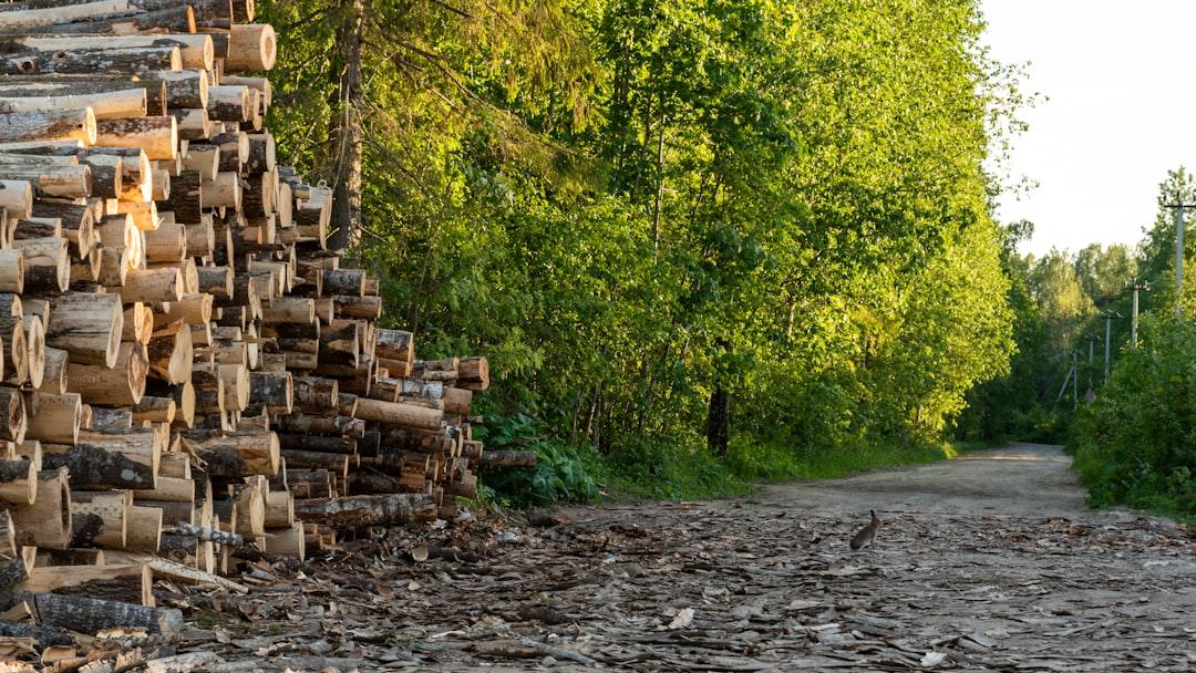 Cedar lumber mill