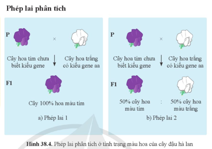 BÀI 38: QUY LUẬT DI TRUYỀN CỦA MENDEL