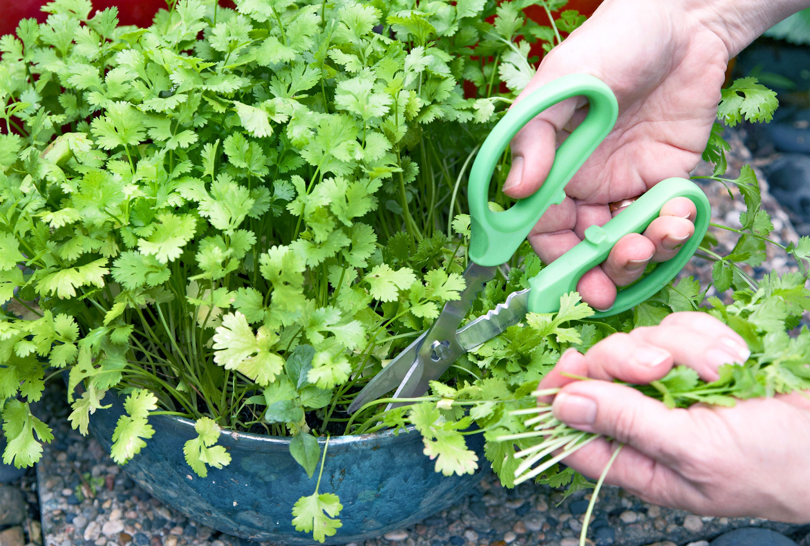 Harvesting Cilantro