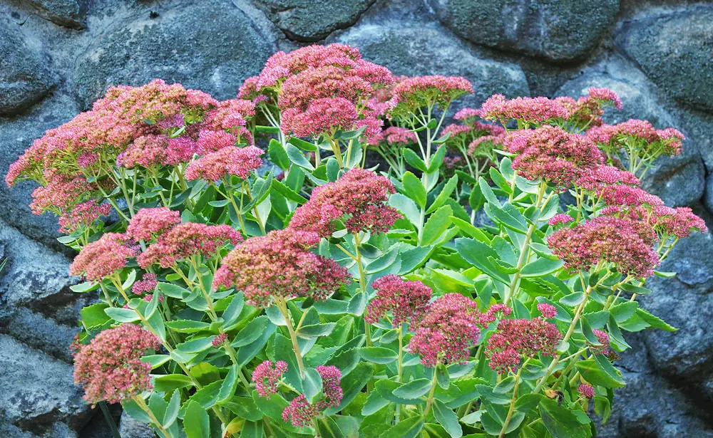 History and Origin Sedum