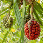 Pandanus