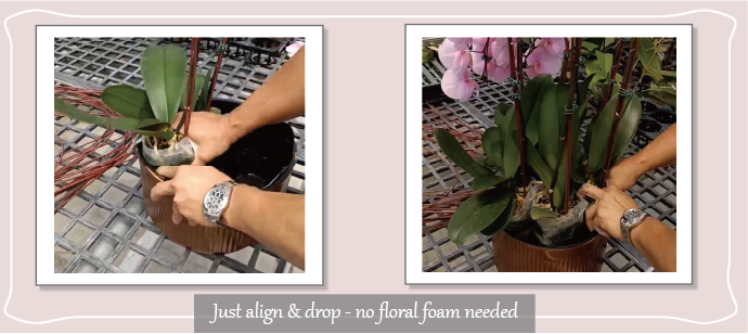 Florist inserting orchid pots into modular display tray – no floral foam required