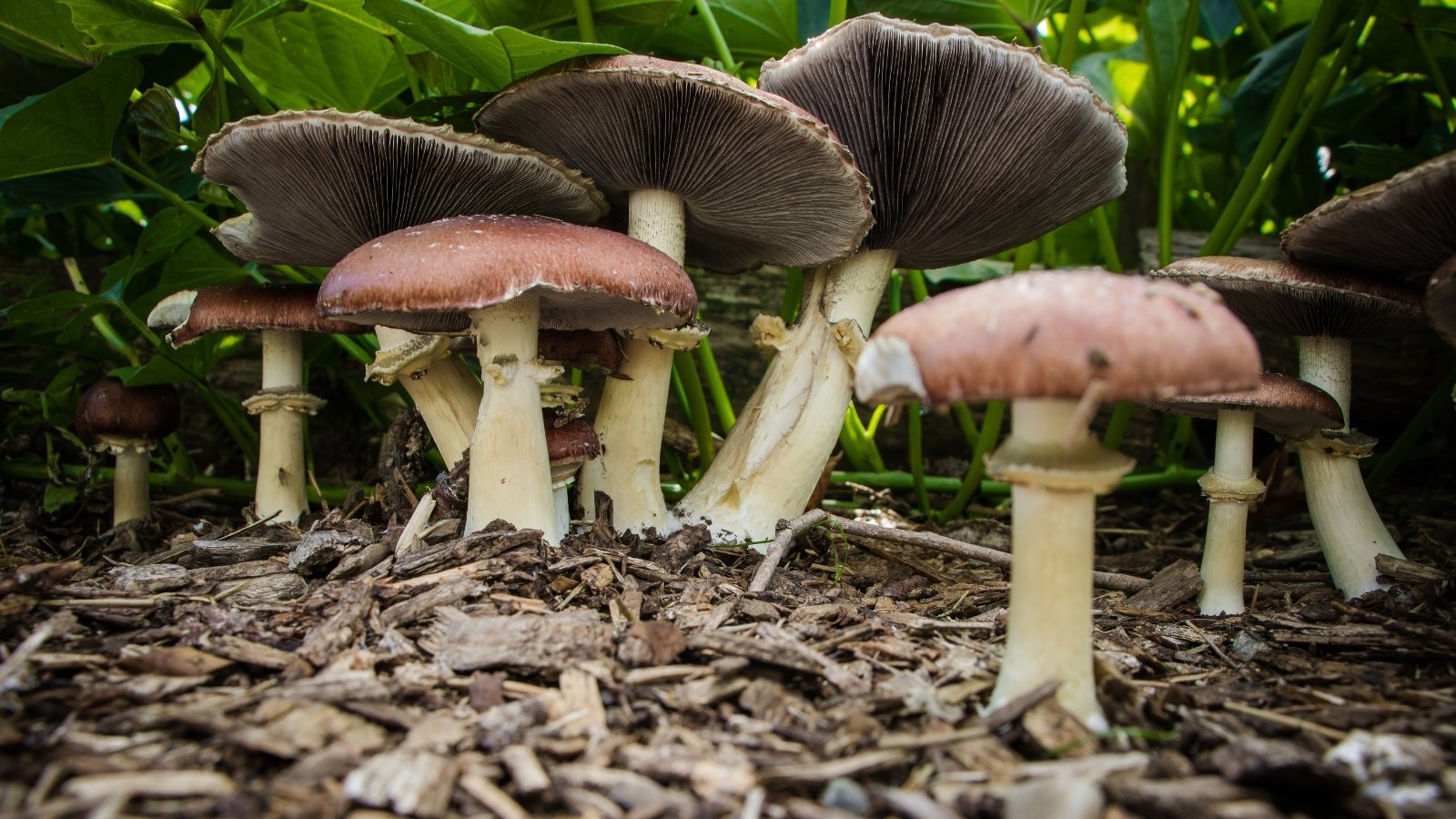 Stropharia rugosoannulata with wide maroon caps and white stems growing in woodchip-covered ground