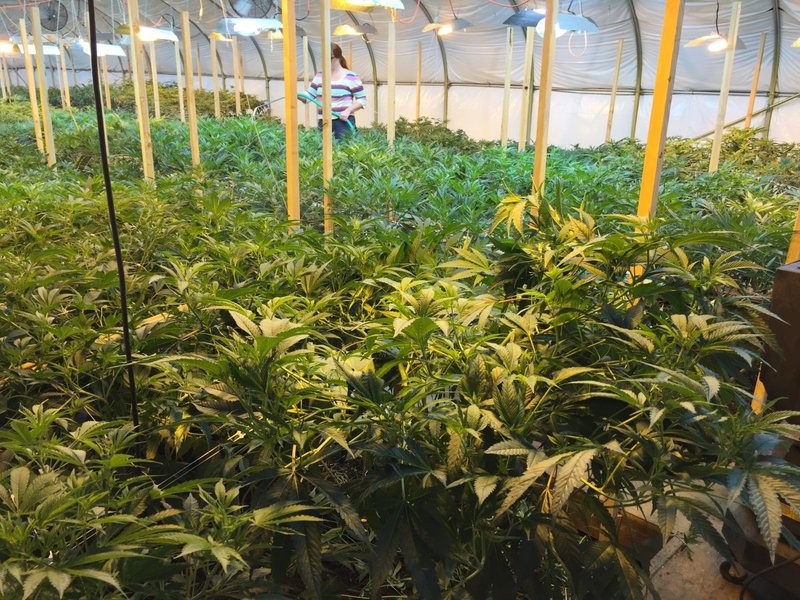 Organic Marijuana Farm