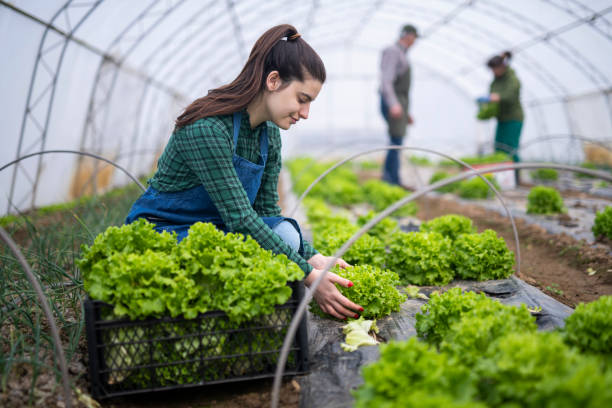 Selecting a Greenhouse for Winter