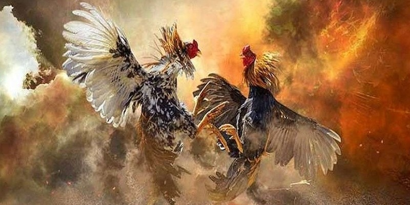 Toàn bộ quá trình chơi đá gà tại 99ok dành cho tân thủ