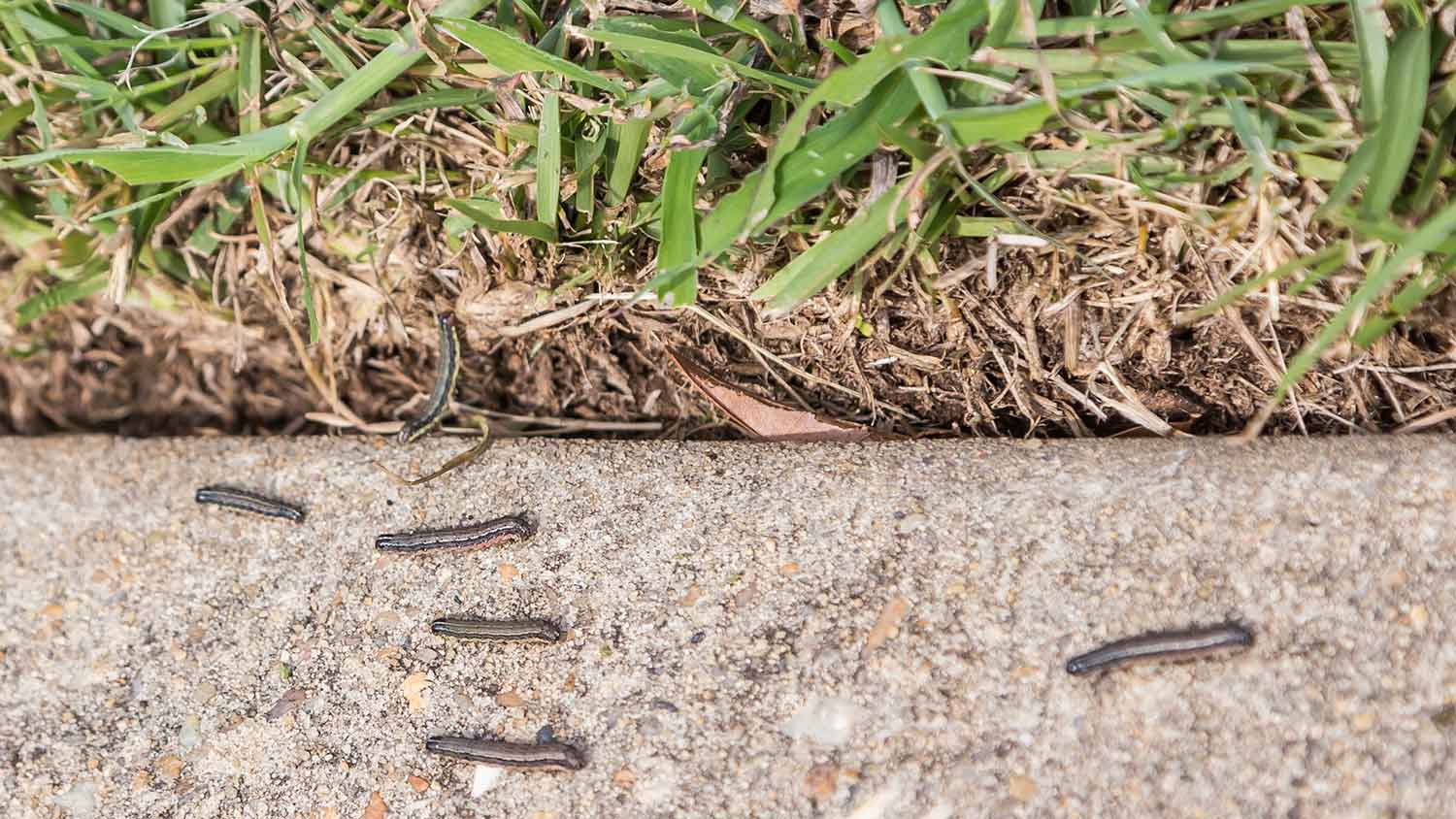best way to get rid of bugs in yard