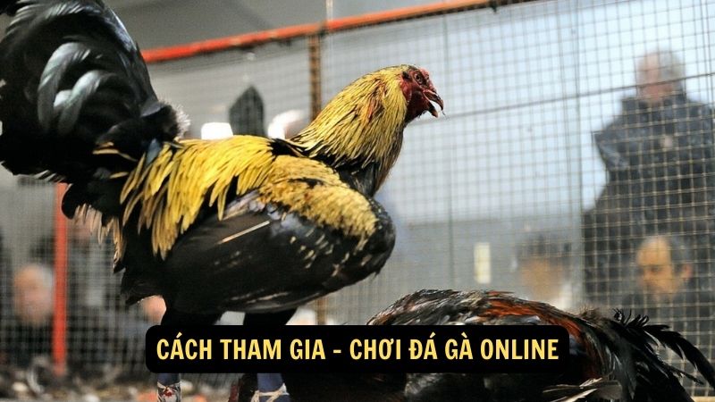 Cách tham gia - chơi đá gà online