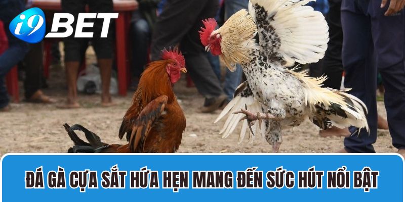 Đá gà cựa sắt hứa hẹn mang đến sức hút nổi bật