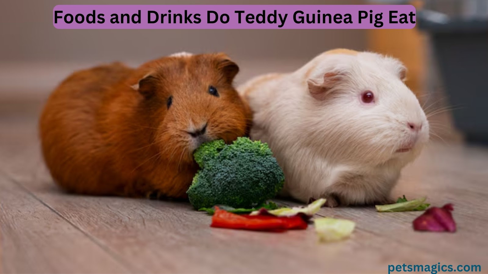 teddy guinea pig