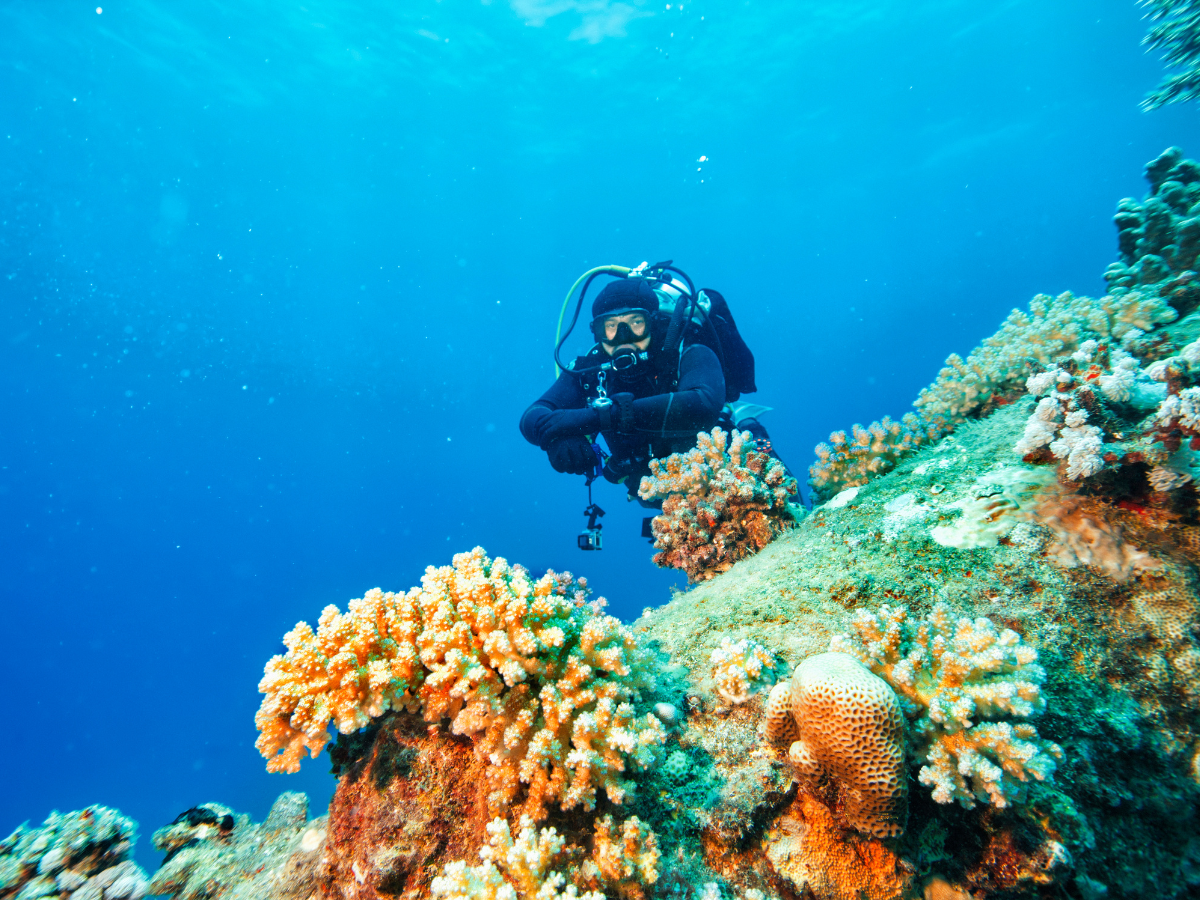 Koh Kood’s Underwater Wonders