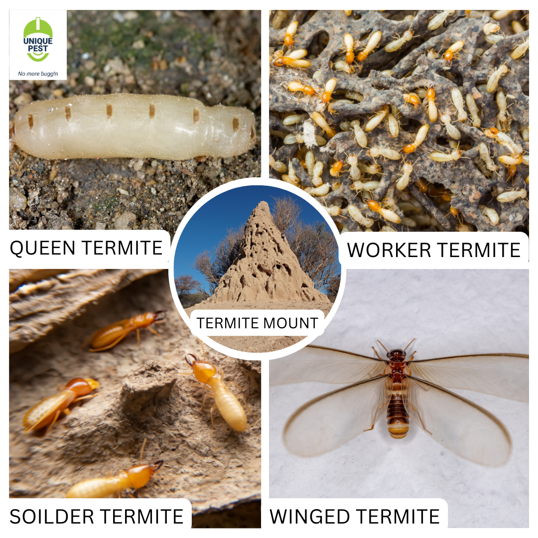 Types of termites
