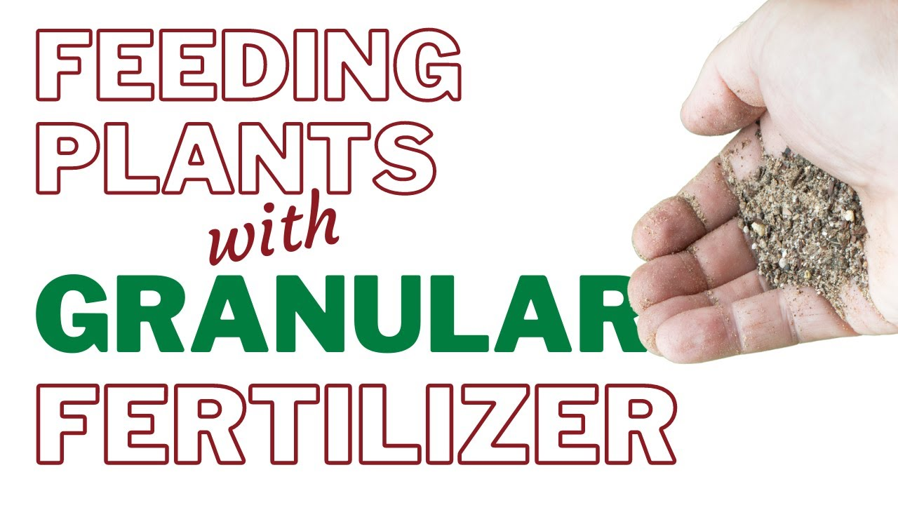 Feed Plants With Granular Fertilizer