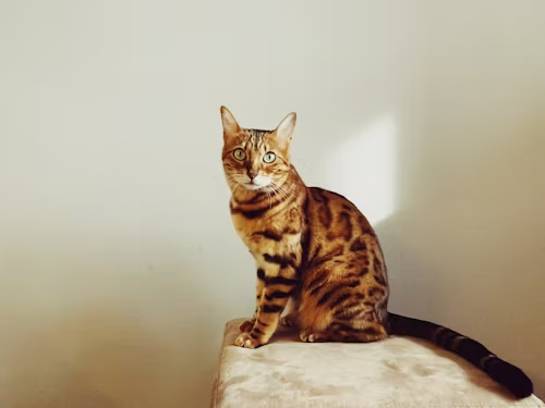 Bengal