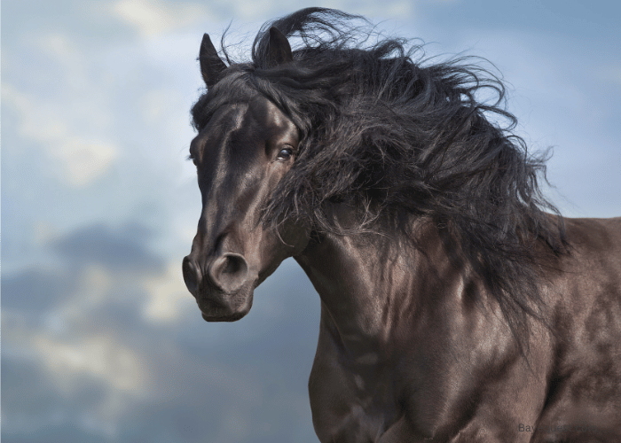 Reasons Why Horses Have Manes