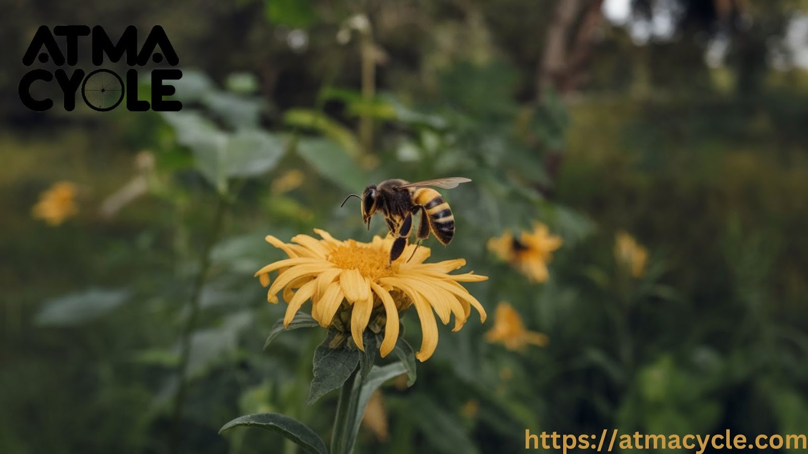 Color Symbolism: The Power of Black and Yellow