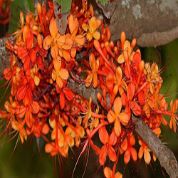 Ashok Flower