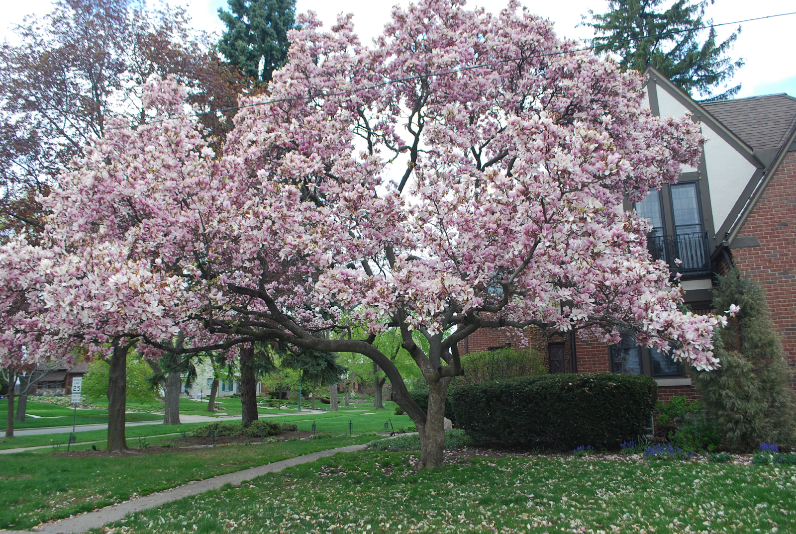 Saucer Magnolias