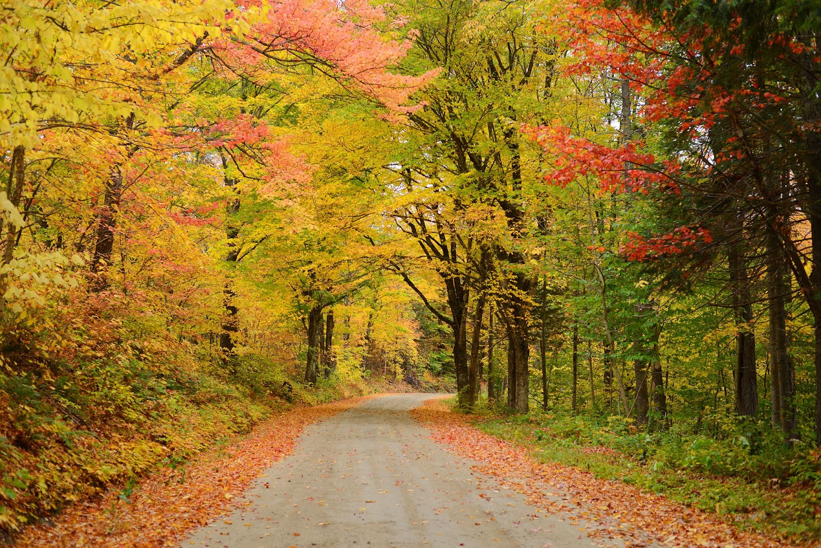 fall trees road