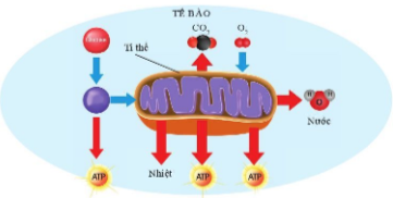 BÀI 21. HÔ HẤP TẾ BÀO 