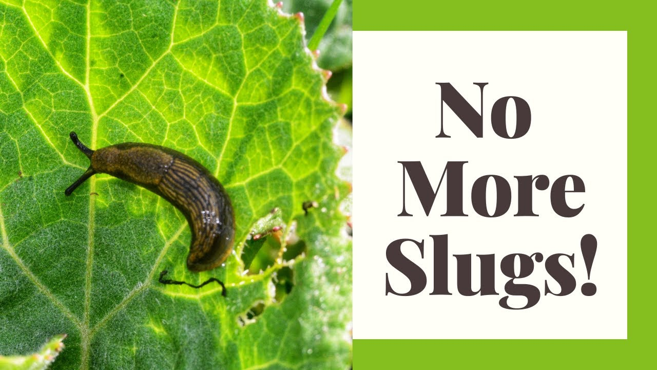 Prevent Slug and Snail Attack