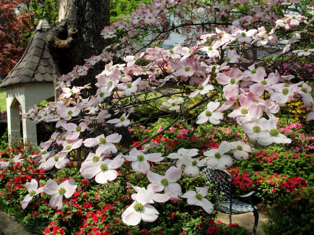 Flowering Dogwood