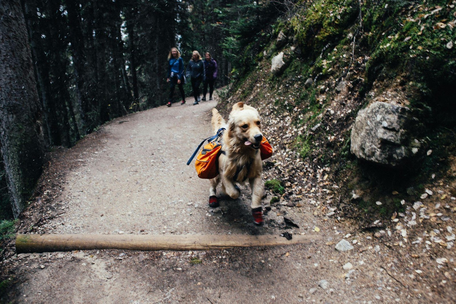 Incredible Dog-Friendly Vacations You Need to Take ASAP