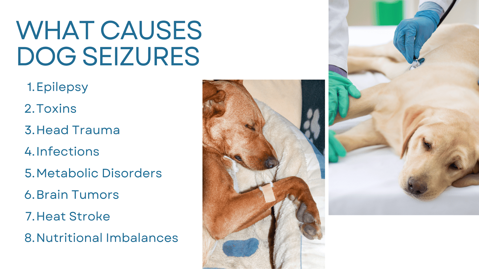 Understanding Dog Seizures Causes Symptoms and Treatments Volhard Dog Nutrition