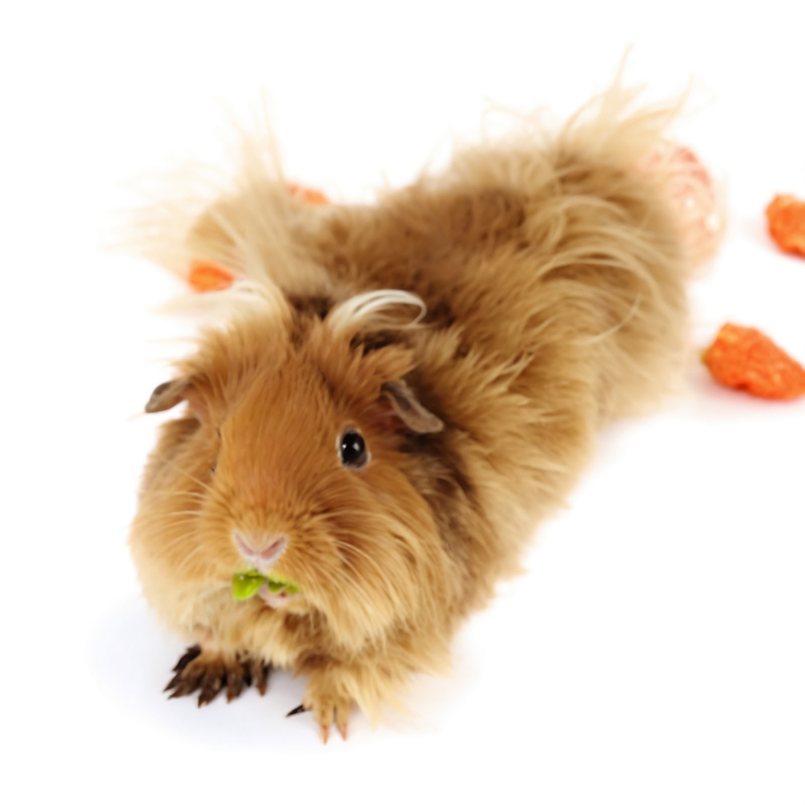 Lunkarya Guinea Pig