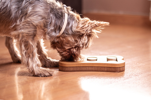 Benefits of Using a Dog Treat Dispenser