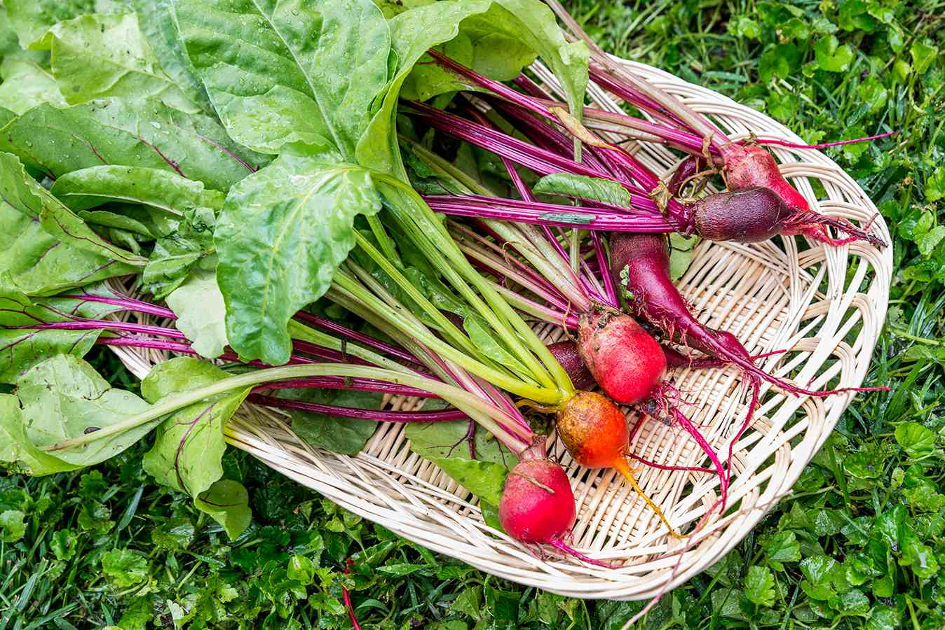 Growing beets at home: Tips for root and leaf harvests