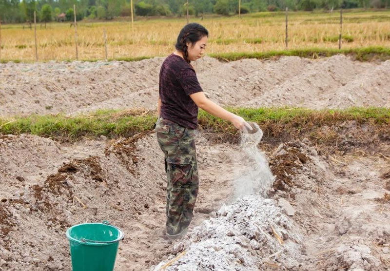 Bón vôi cho đất chua mang lại lợi ích bất ngờ