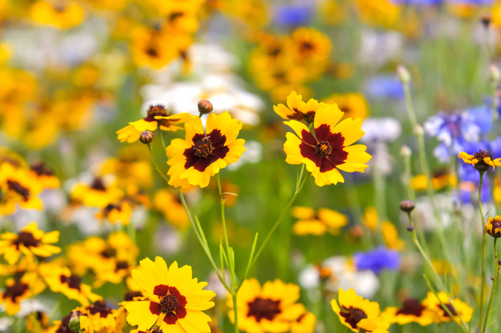 Coreopsis Origin and History