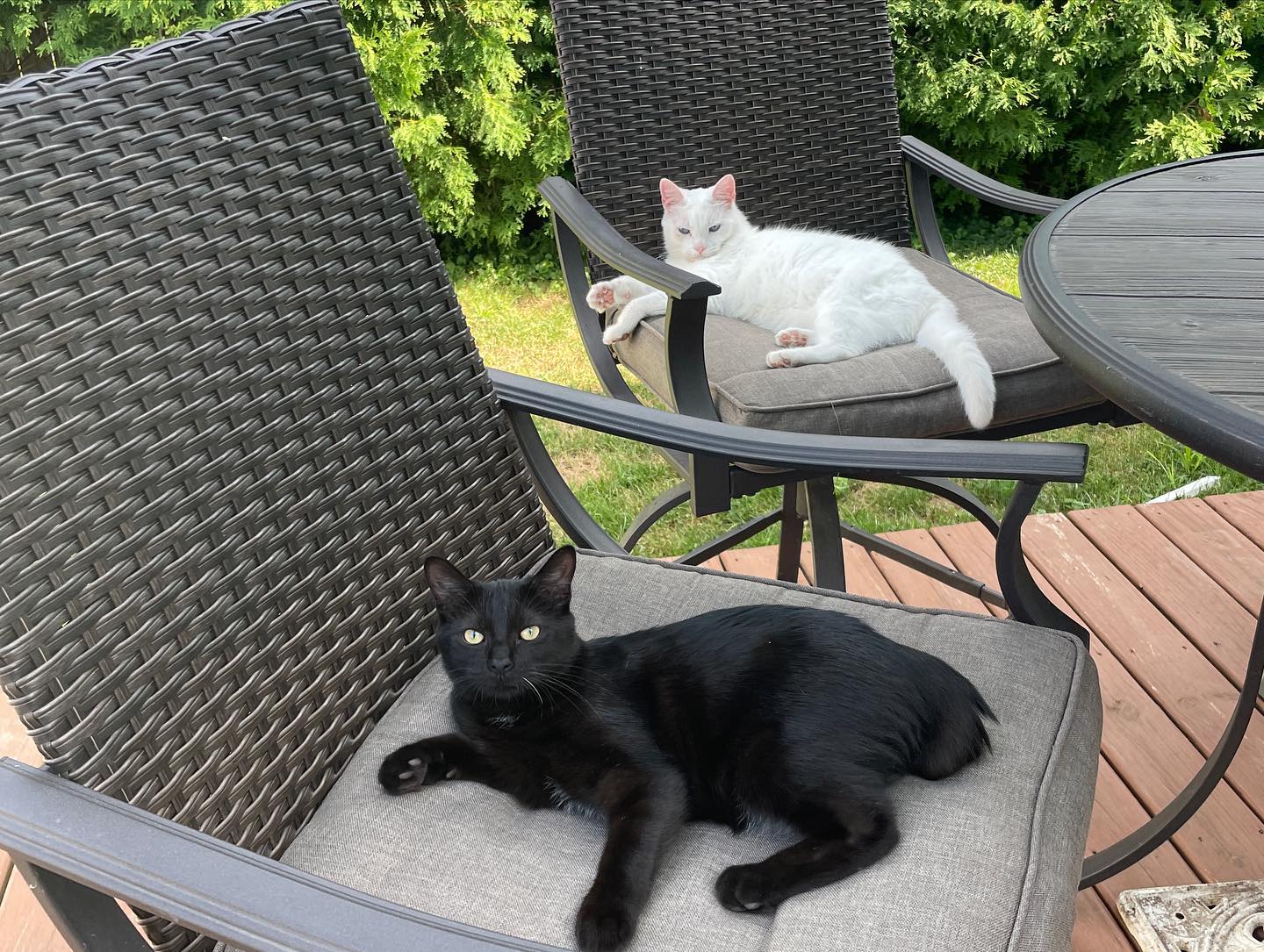 a black cat and a white cat vibing on some patio furniture